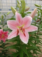 [4195 Striker 2N No02.JPG]